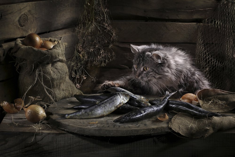 Den nysgerrige kat og fisken af Svetlana Pavlоvskaja