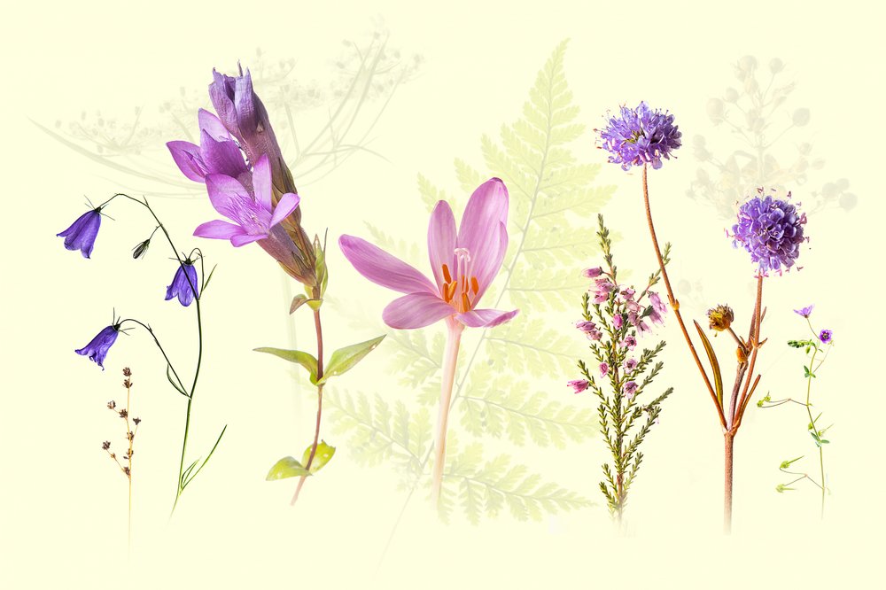 En blanding af forårsblomster af Ulrike Eisenmann