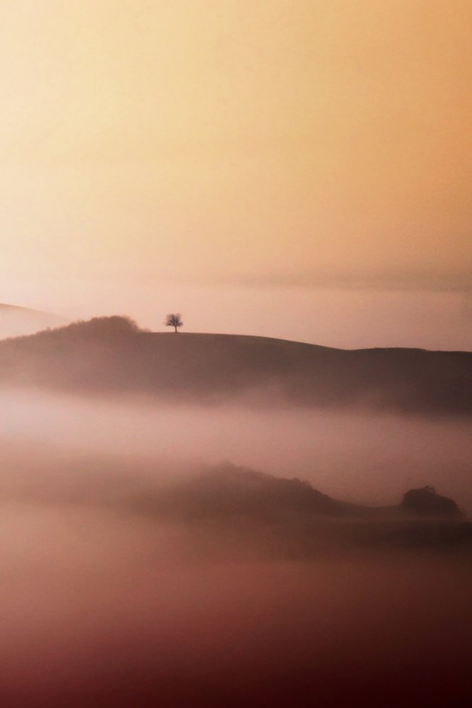 Lone Tree Golden Mist af Vanja Tajnsek