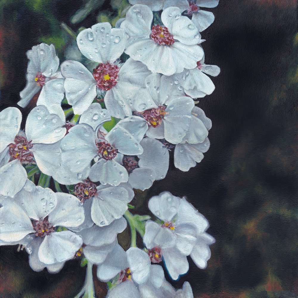 Dugkyssede hvide blomster af Viccy Wanliss