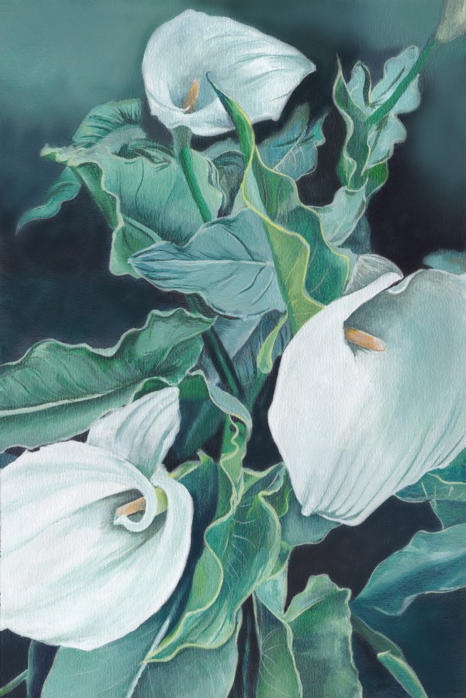 Elegante calla-liljer af Viccy Wanliss