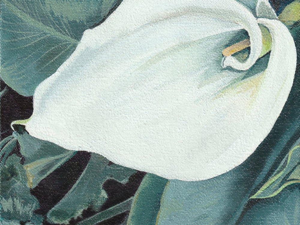 Elegant calla-blomst af Viccy Wanliss