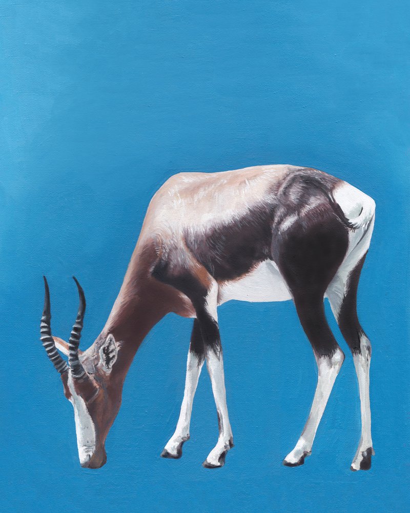 Græssende bontebok-antilope af Viccy Wanliss