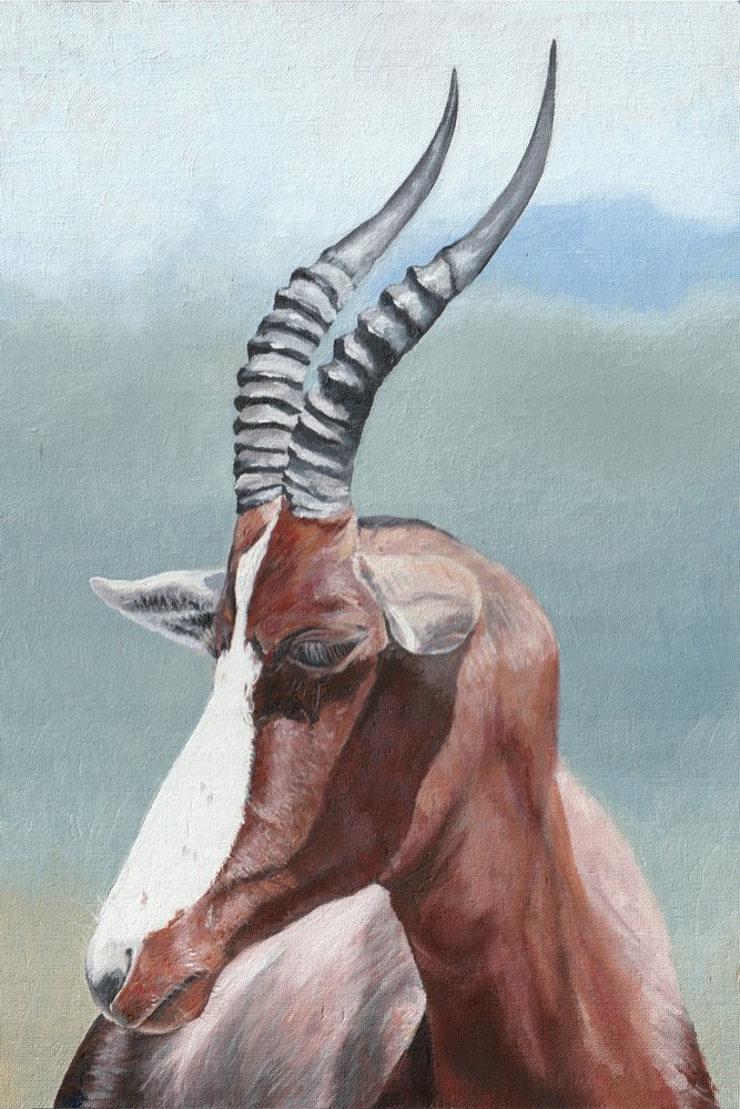 Den majestætiske blesbok-antilope af Viccy Wanliss