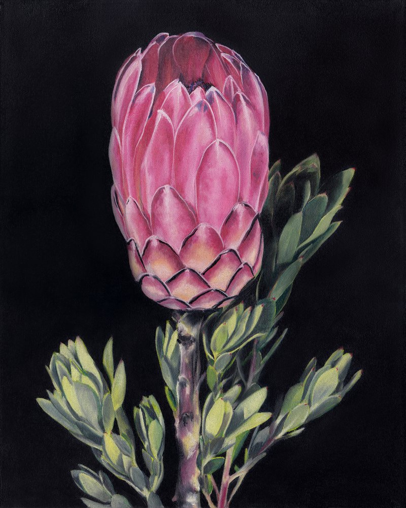 Lysende lyserød protea af Viccy Wanliss