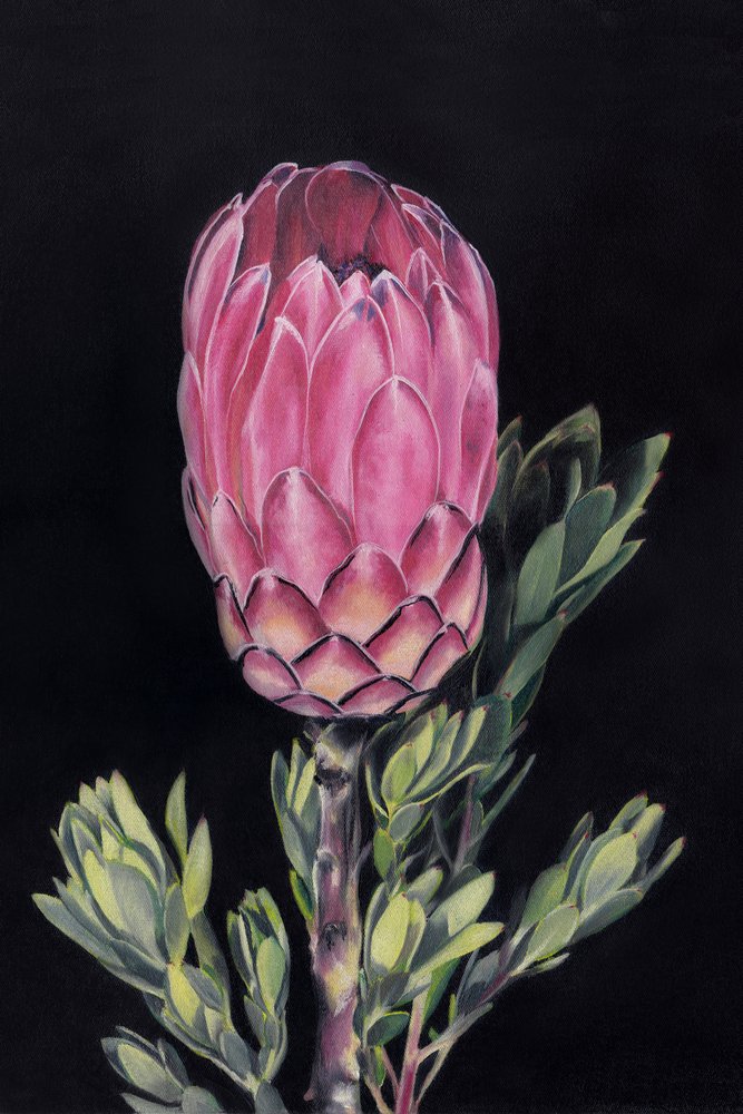 Lysende lyserød protea af Viccy Wanliss