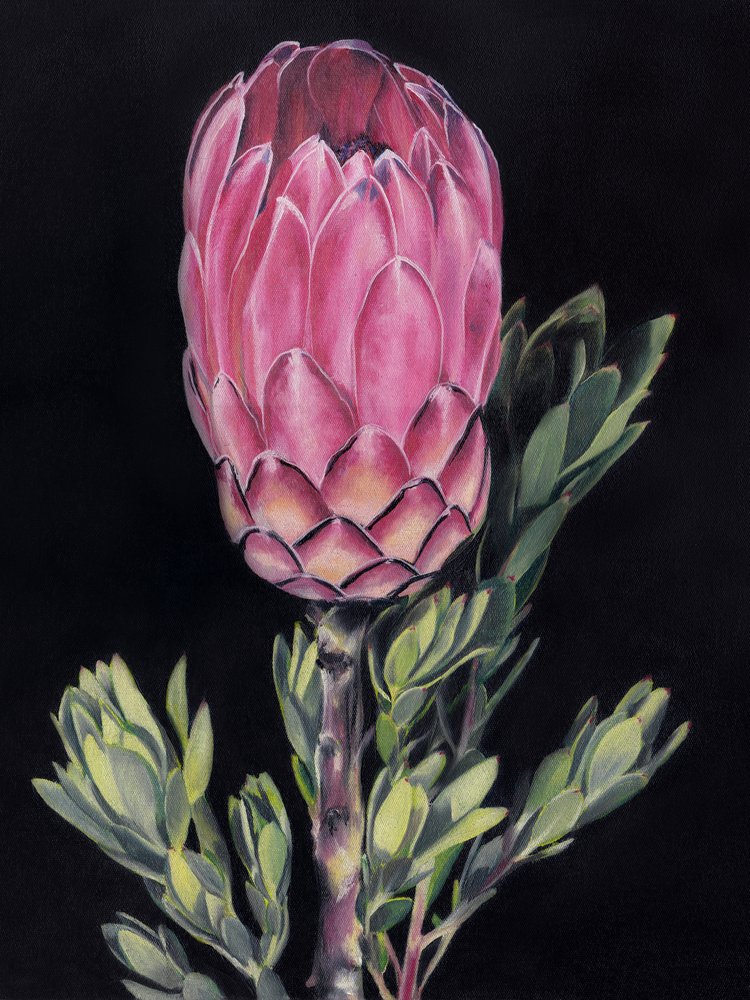 Lysende lyserød protea af Viccy Wanliss
