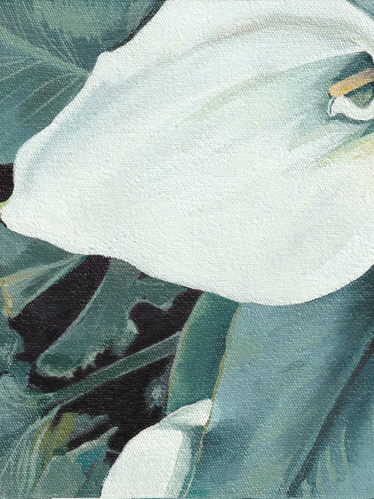 Hvid calla-lilje i blomst af Viccy Wanliss
