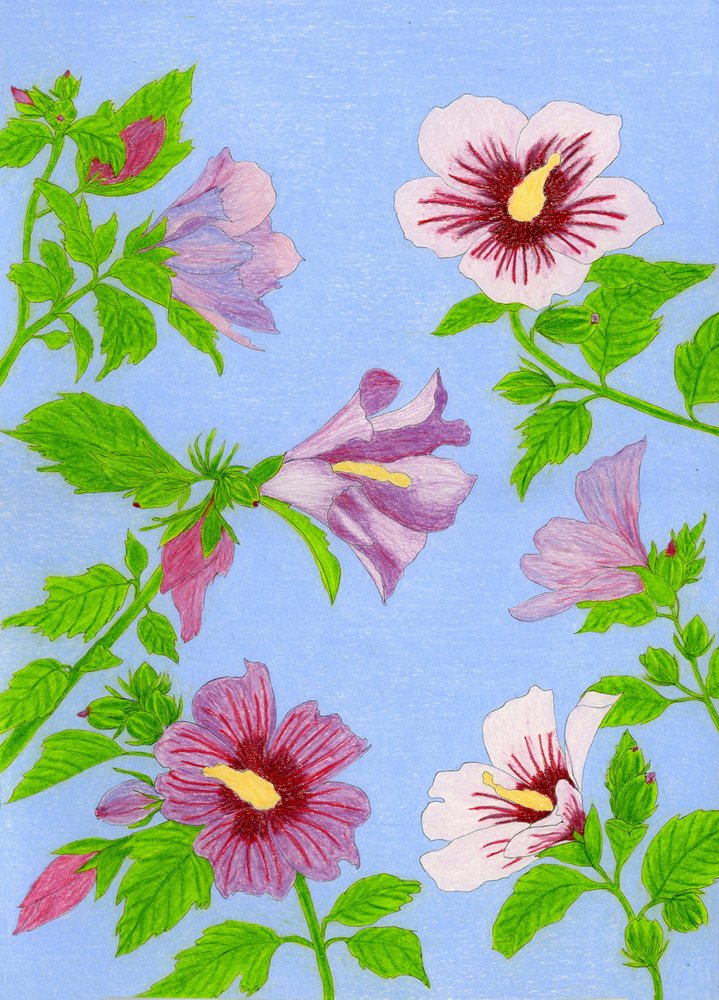 Blomstrende hibiscusblomster af Viktoriia Saunina