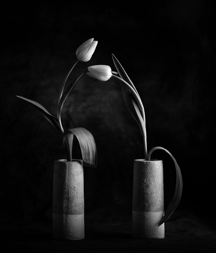 Elegante sorte og hvide tulipaner af Xavi Heredia