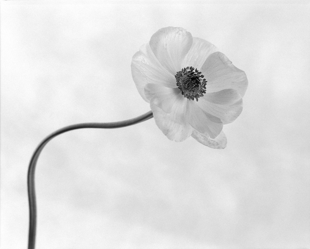 Den yndefulde anemoneblomst af Xavi Heredia