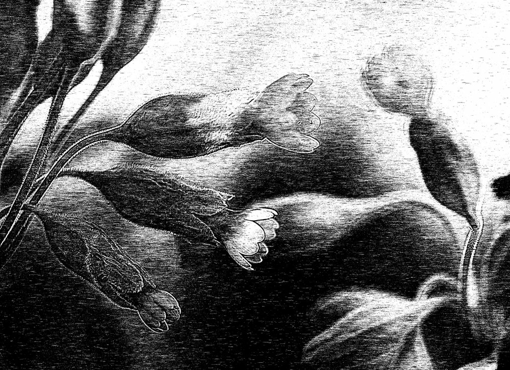 Sart blomstertegning af Ylva Sjögren