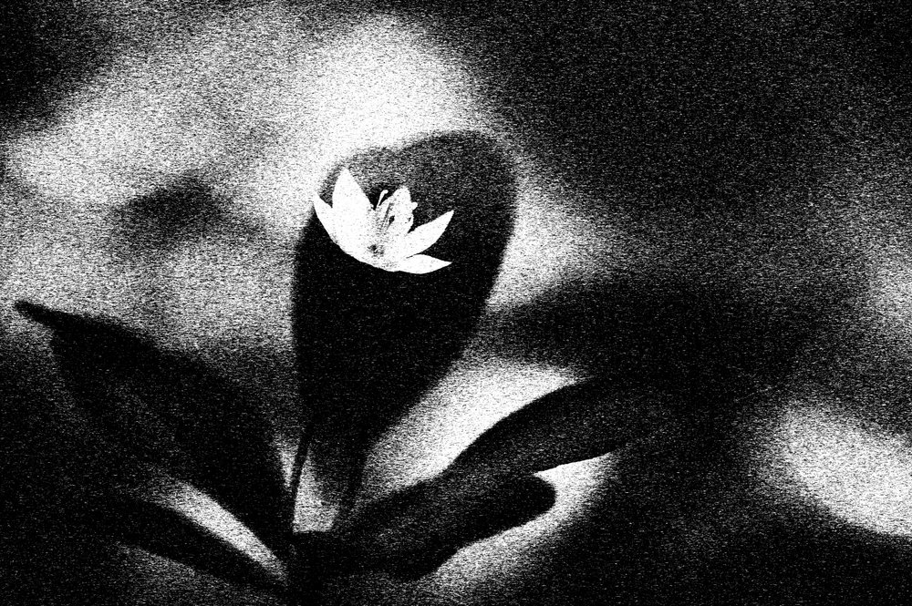 Markant hvid blomst af Ylva Sjögren