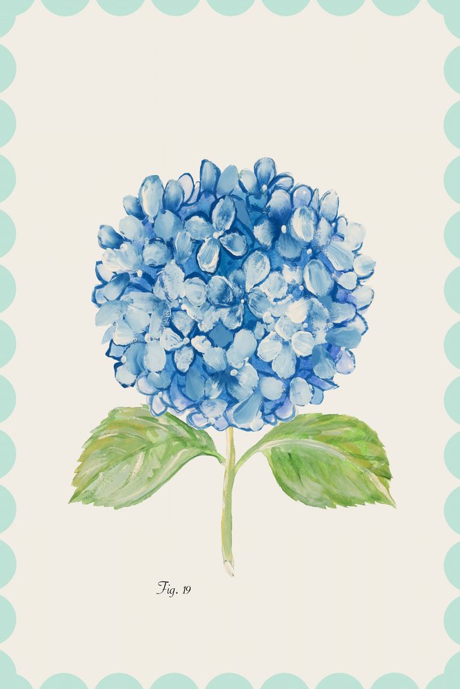Illustration af en blå hortensia af cartissi