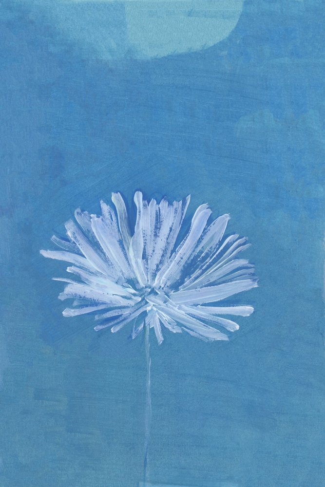 Blåmåneblomst af cartissi
