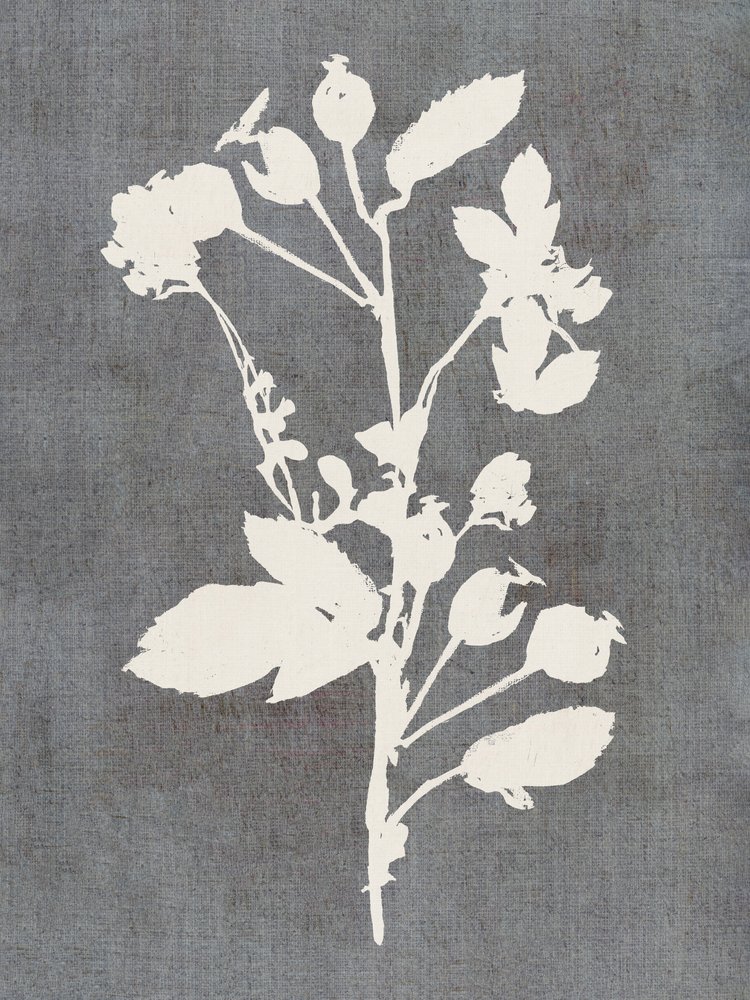 Botanisk rosen-silhuet af cartissi