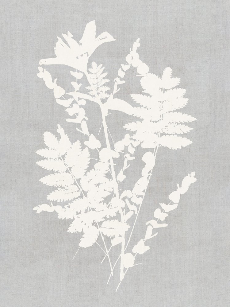Studie af botaniske silhuetter af cartissi