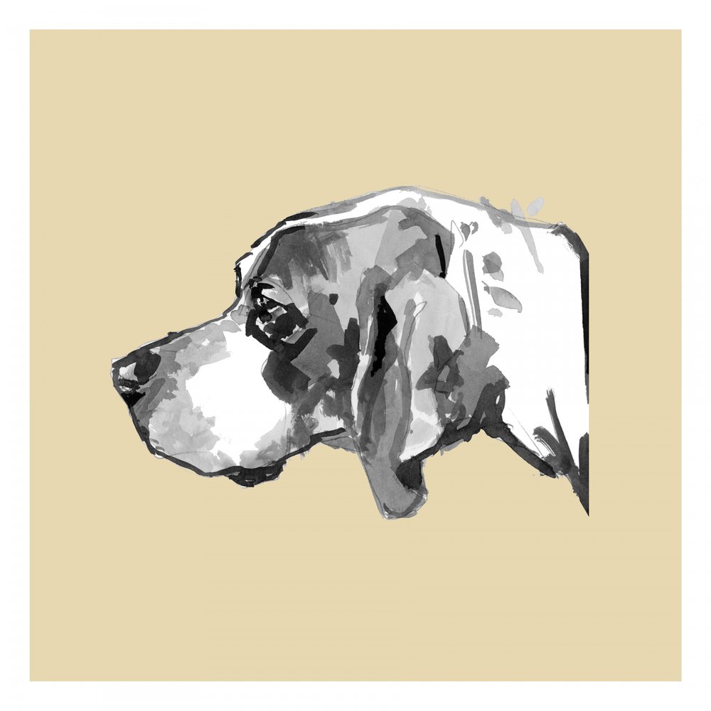Elegant hundeprofil af cartissi