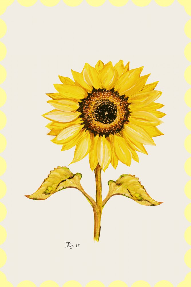 Gylden solsikkeblomst af cartissi
