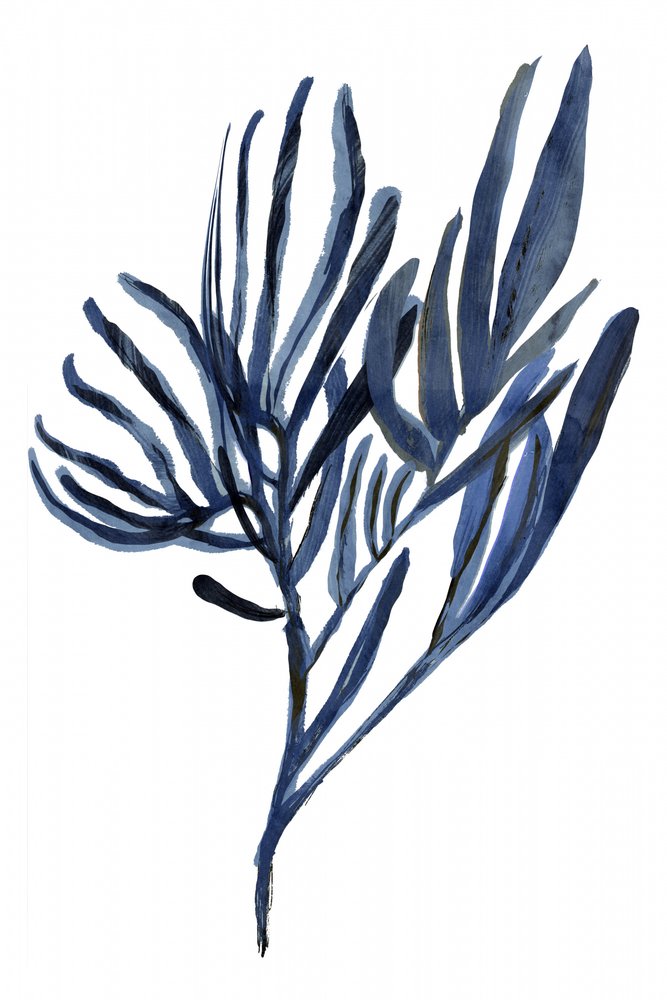 Indigo Botaniske Grene af cartissi