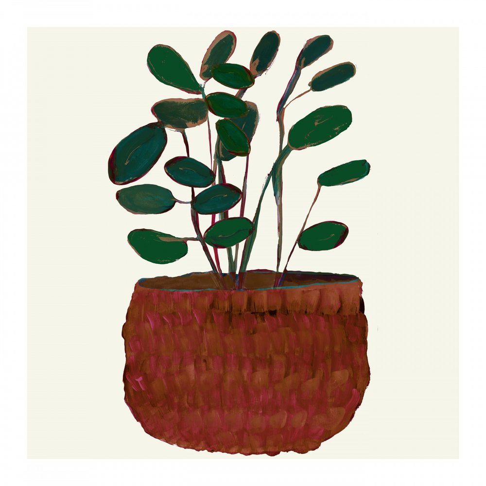 Frodig potteplante af cartissi