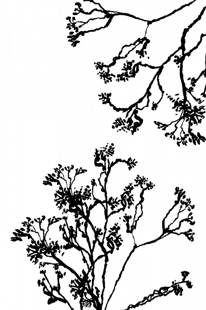  af cartissi