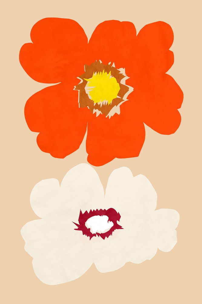 Orange og hvide blomster af cartissi