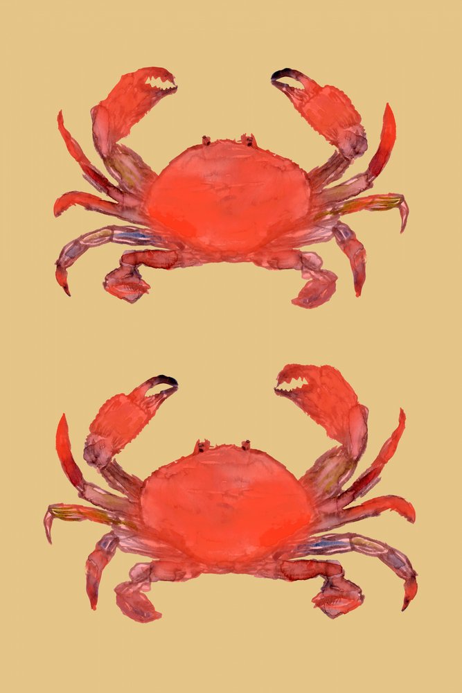 Levende røde krabber af cartissi