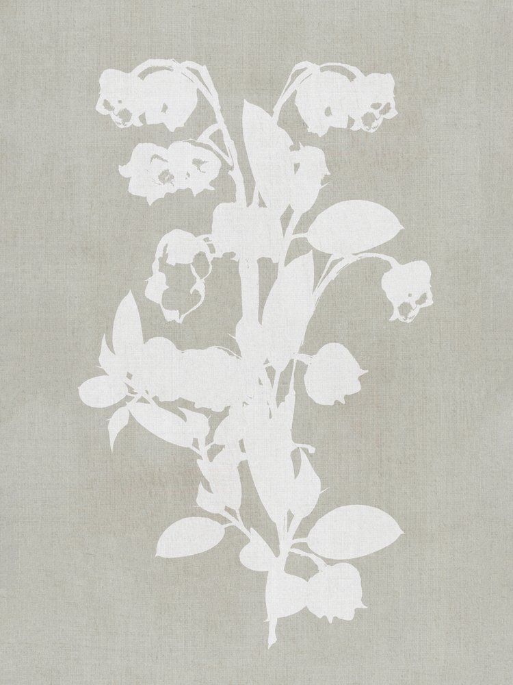Hvide botaniske blomster af cartissi