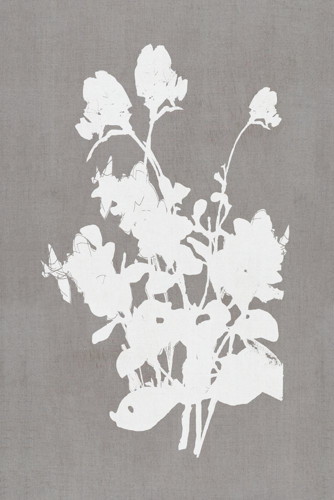 Hvid blomstersilhuet af cartissi