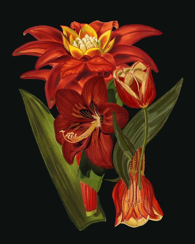 Elegante botaniske blomster af giovanna nicolo