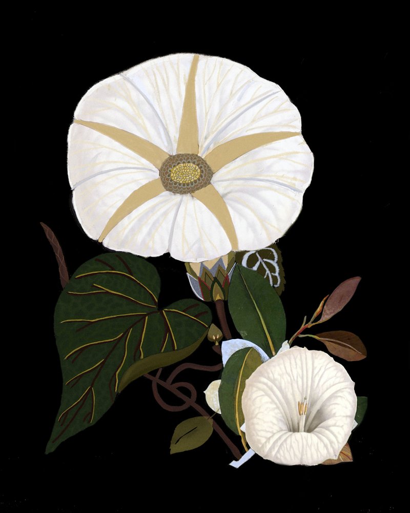  af giovanna nicolo