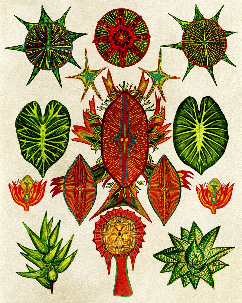  af giovanna nicolo