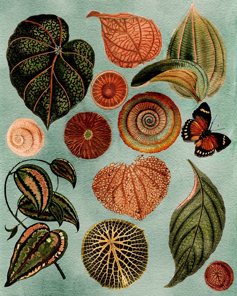 Vintage botanisk studie af giovanna nicolo