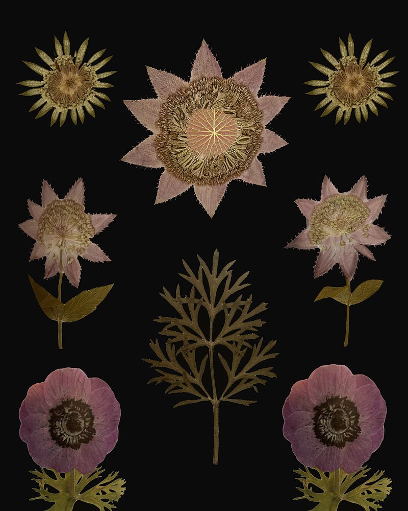 Vintage tørrede blomster af giovanna nicolo