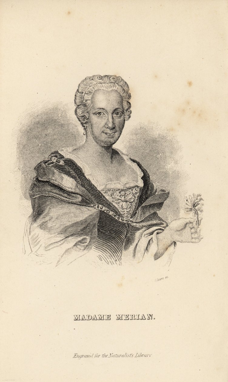 Madame Merian eller Maria Sybilla Merian, tysk naturforsker, entomolog og videnskabelig illustrator, 1647-1717 af Unknown