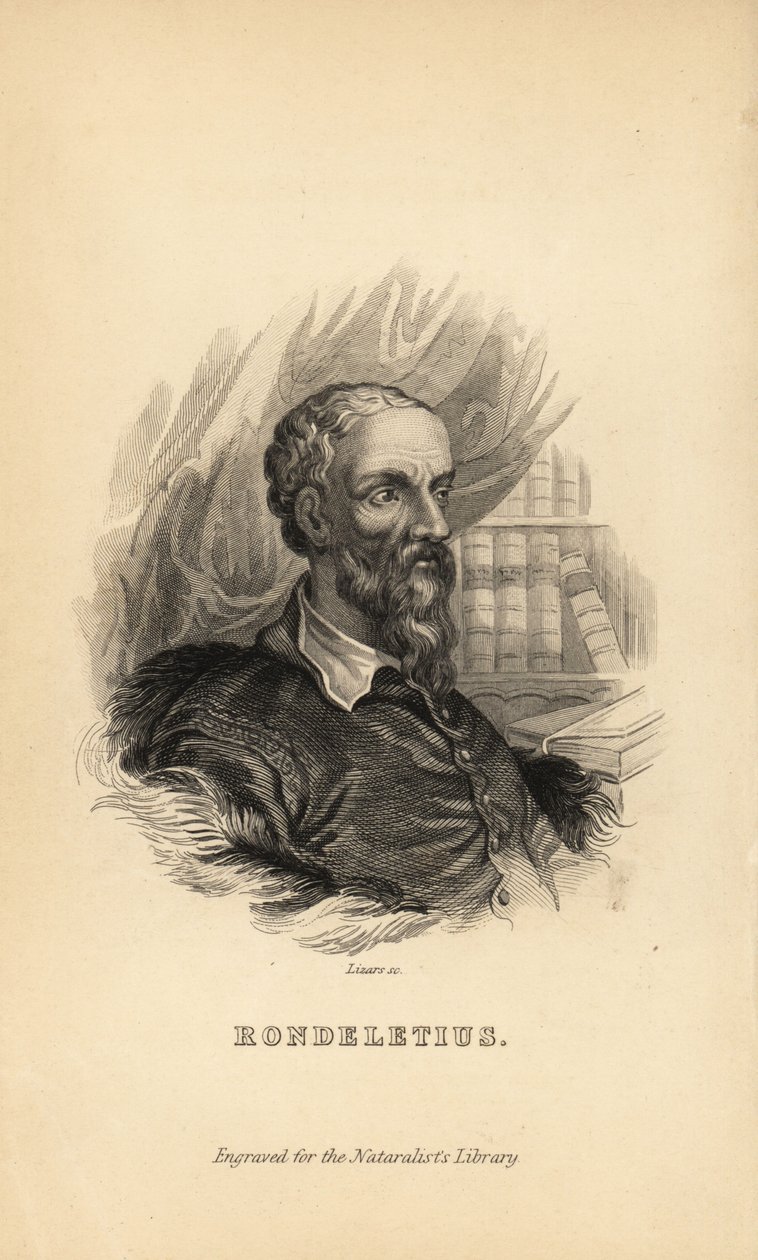 Rondeletius, Guillaume Rondelet, professor i medicin ved universitetet i Montpelier, Frankrig, naturforsker og botaniker, 1507-1566 af Unknown