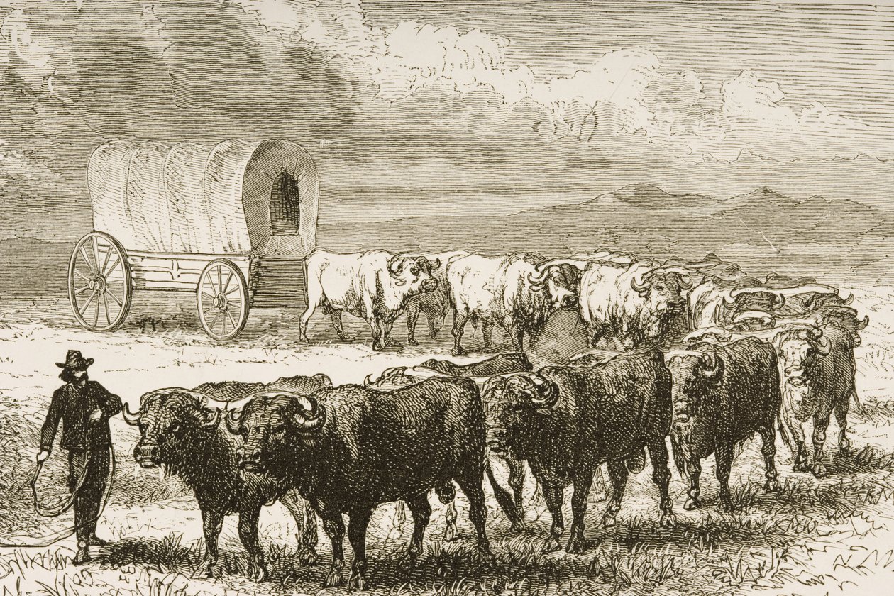 A Bullock Wagon Crossing the Great Plains mellem St. Louis og Denver, ca. 1870, fra 