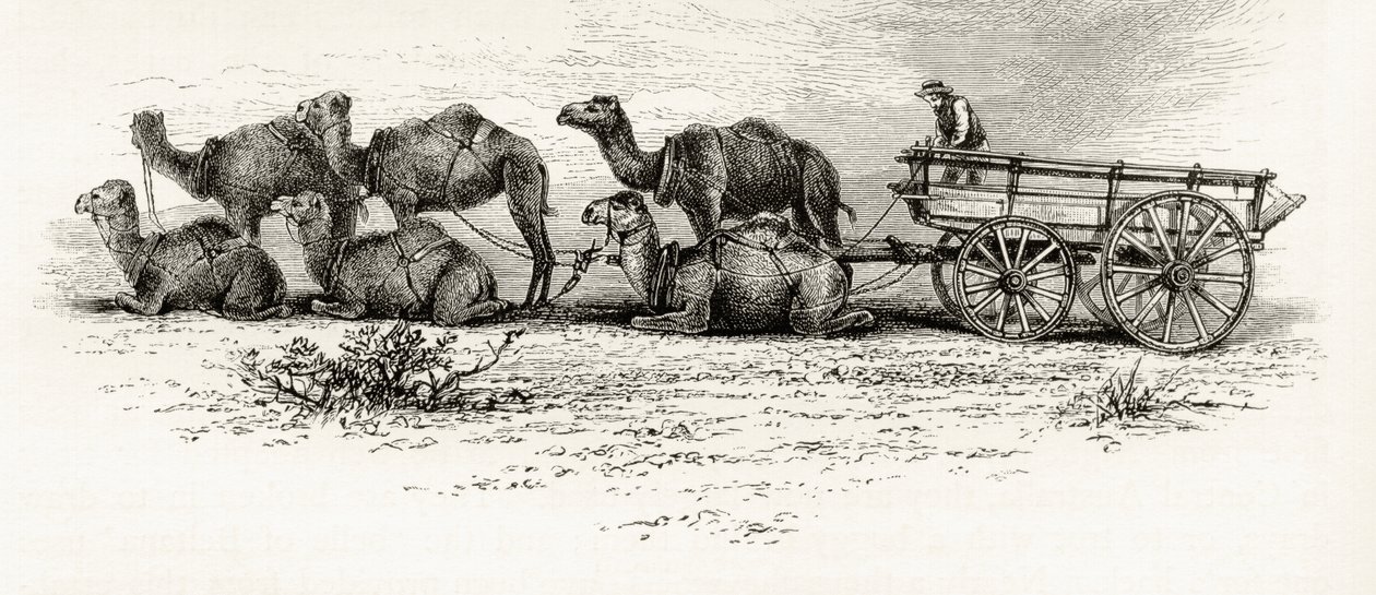 Kameler brugt til at transportere materialer gennem ørkenen i Australien, ca. 1880, fra 