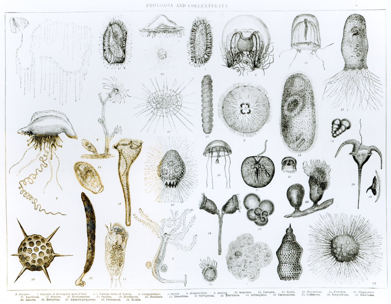 Protozoer og Coelenterata (litho) (bw foto) af English School
