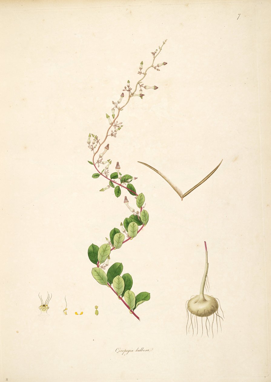 Illustration af Ceropegia bulbosa, Apocynaceae, Asclepiadoideae af anonymus