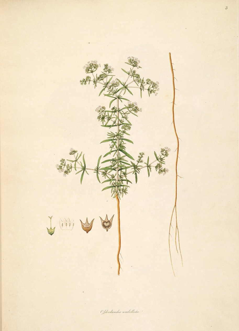 Illustration af Oldenlandia umbellata, Rubiaceae af anonymus