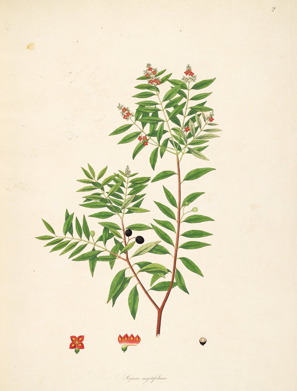 Illustration af Sirium myrtifolium (= Santalum album), Santalaceae af anonymus