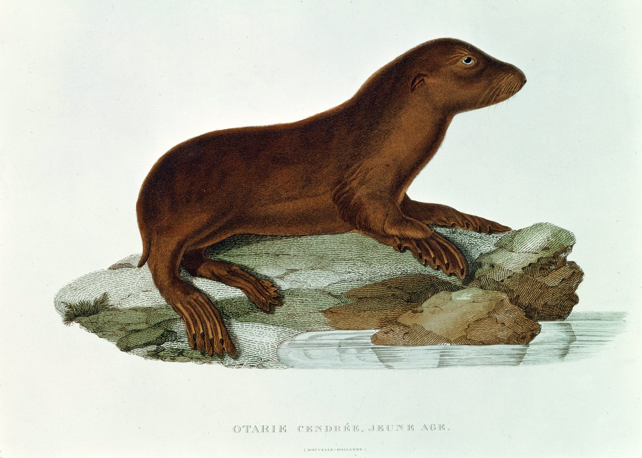 En baby australsk sæløn (neophoca cinerea) illustration fra 