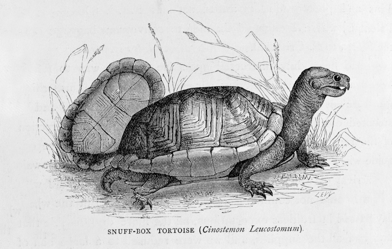 Snusæskeskildpadde (Cinostemon Leucostomum), fra 