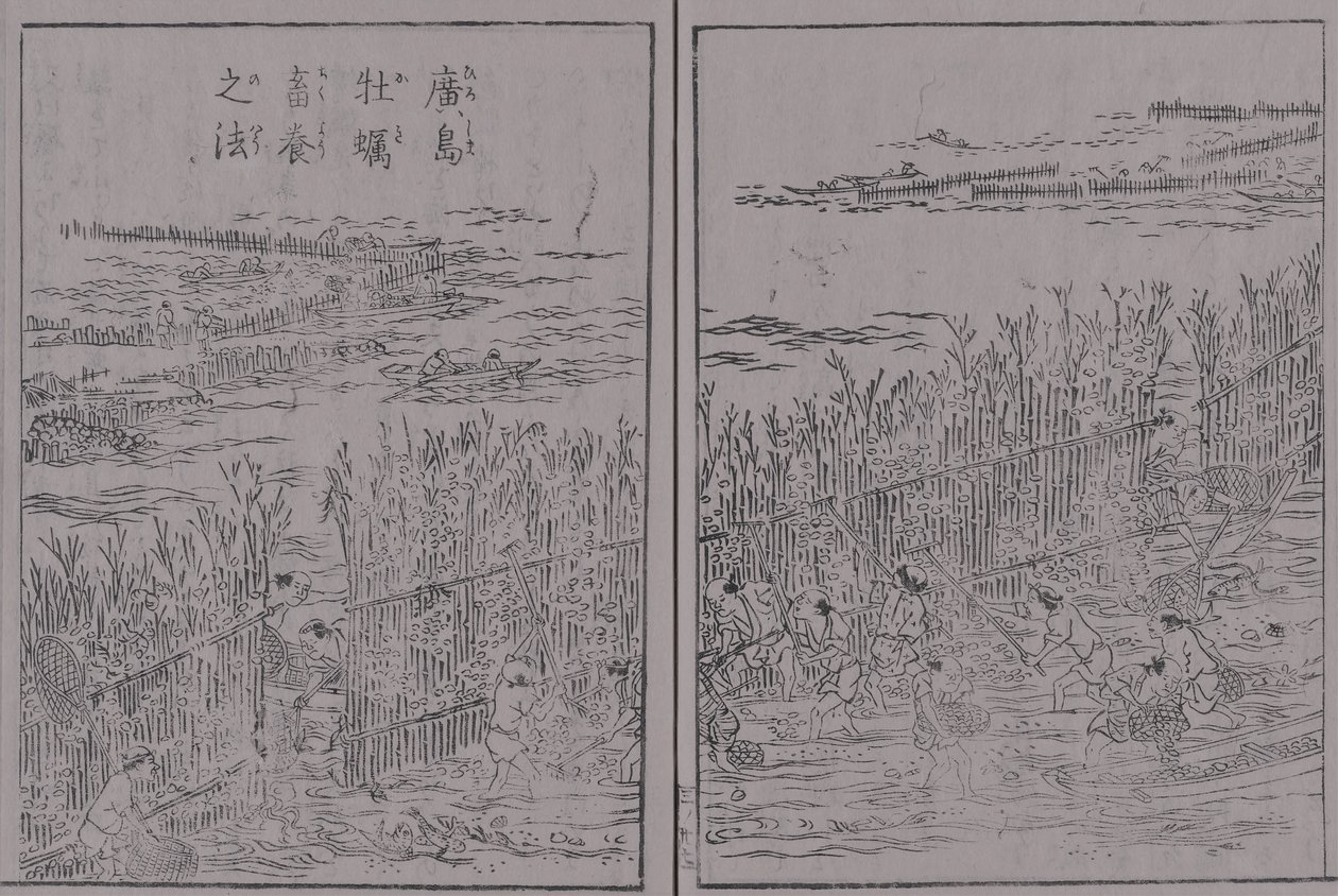 Japan Sankai special østers volumen 3 Hiroshima østers Hiroshima østers opdræt metode af 蔀関月 Kangetsu