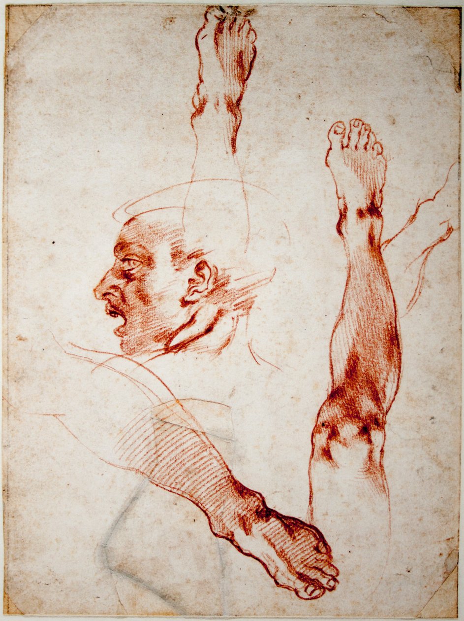 Mandlig hoved i profil, undersøgelser af lemmer af Michelangelo Buonarroti