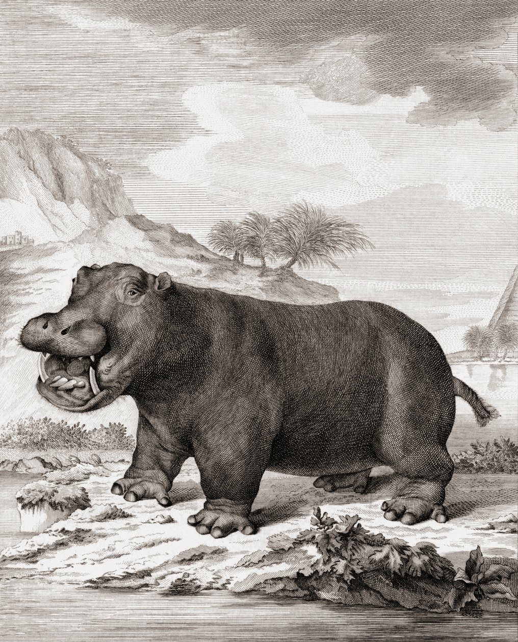En flodhest (Hippopotamus amphibius) af (after) Dutch School