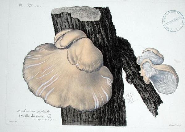 Dendrosarcos juglandis, plade 20 fra "Iconographie des Champignons de J.J. Paulet" af J.H. Leveille, graveret af Renard af (after) Fossier