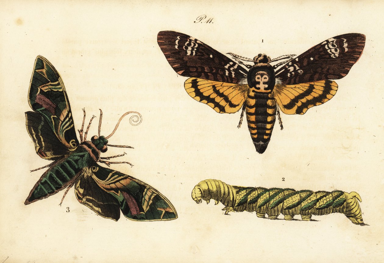 Afrikanske dødsfald hovedhøge og larve, Acherontia atropos 1,2 og oleander høgmøl, Daphnis nerii 3 af Unknown